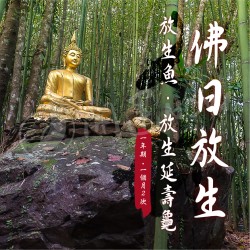 開運NOW-【訂閱制】佛日放生_-_放生魚__放生延壽龜